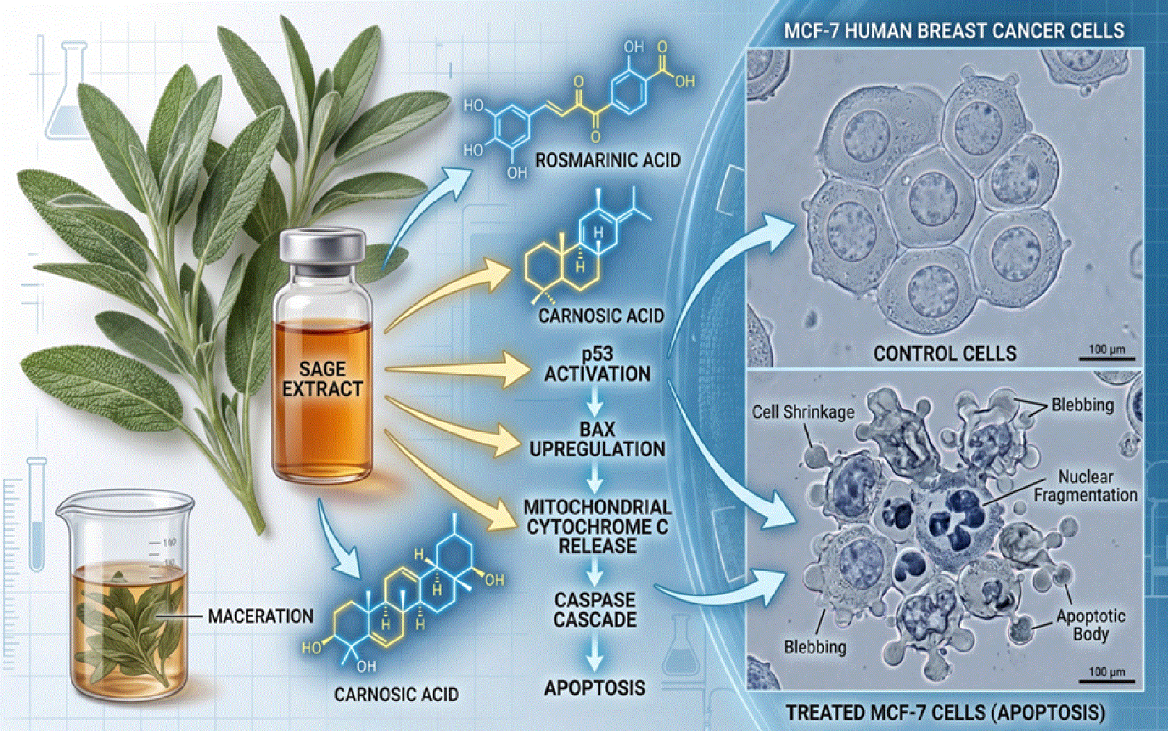 Cytotoxic Effects of Salvia officinalis Extraction MCF-7 Human Breast Cancer Cells